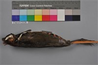 藏品(彩鷸)的圖片